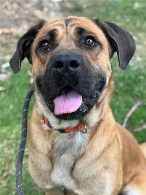 Enlarge HERC, a Adoptable Mastiff in Woodland, CA image 1/1