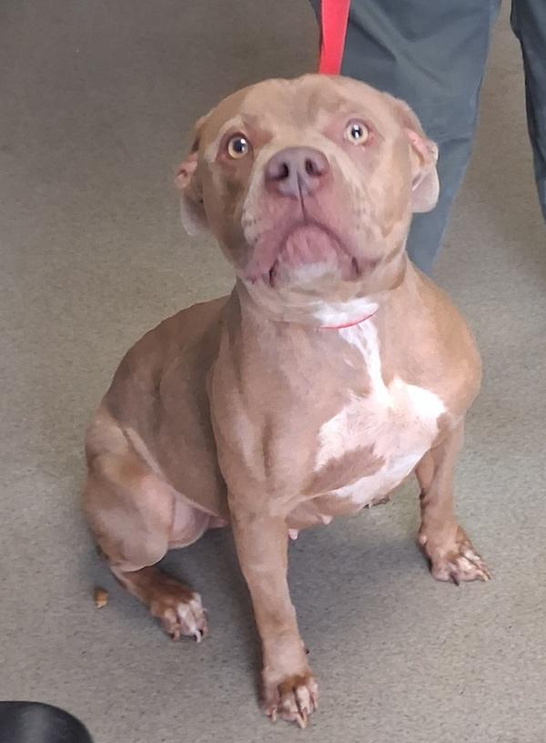 Brittney, Adoptable, Adult Female American Staffordshire Terrier.