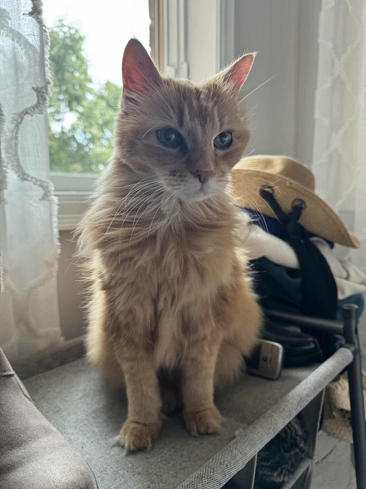 Enlarge Hannah Montana C4732, a Adoptable Domestic Medium Hair in minneapolis, MN image 1/3