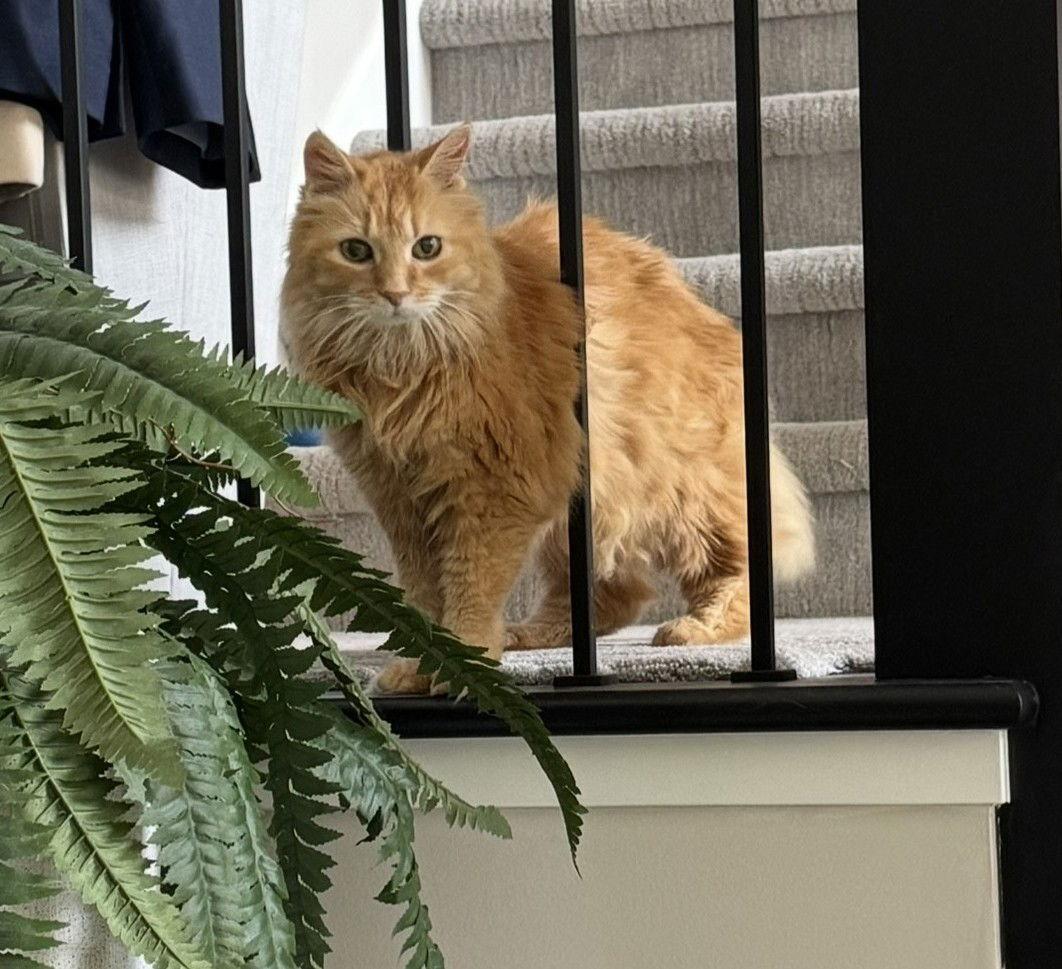 Enlarge Hannah Montana C4732, a Adoptable Domestic Medium Hair in minneapolis, MN image 2/3