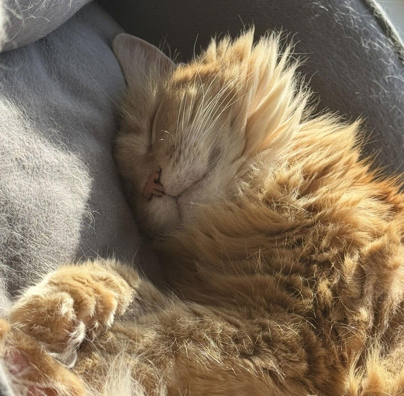 Enlarge Hannah Montana C4732, a Adoptable Domestic Medium Hair in minneapolis, MN image 3/3