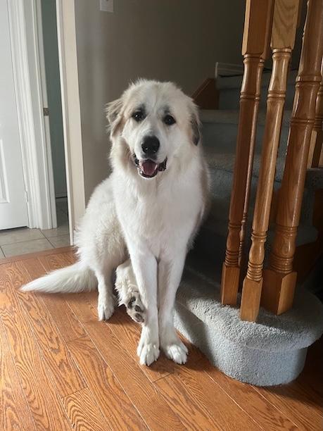 Enlarge Courtesy Posting - Oso, an adopted Great Pyrenees in Newmarket, ON image 4/4