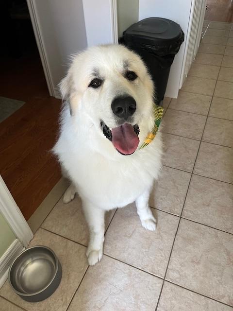 Enlarge Courtesy Posting - Oso, an adopted Great Pyrenees in Newmarket, ON image 2/4