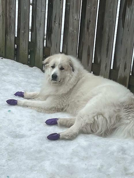 Enlarge Courtesy Posting - Oso, an adopted Great Pyrenees in Newmarket, ON image 3/4