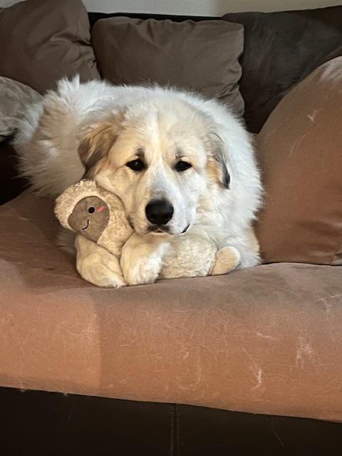 Enlarge Courtesy Posting - Oso, an adopted Great Pyrenees in Newmarket, ON image 1/4