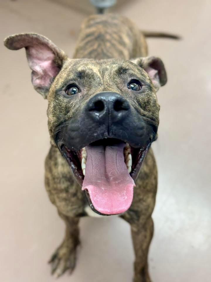 Rhys, a ADOPTABLE Pit Bull Terrier in Chicago, IL image 1/5