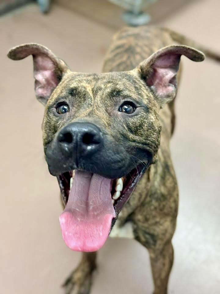 Rhys, a ADOPTABLE Pit Bull Terrier in Chicago, IL image 2/5