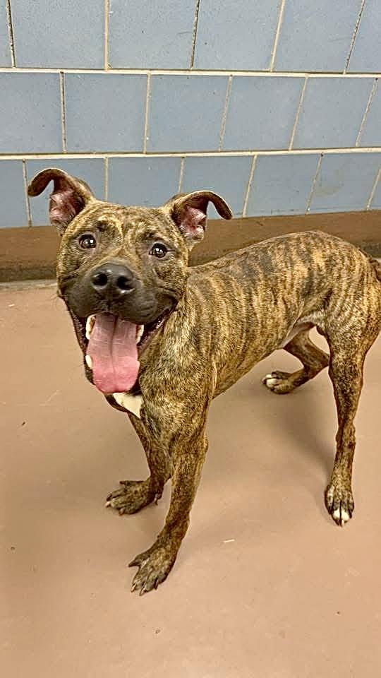 Rhys, a ADOPTABLE Pit Bull Terrier in Chicago, IL image 3/5