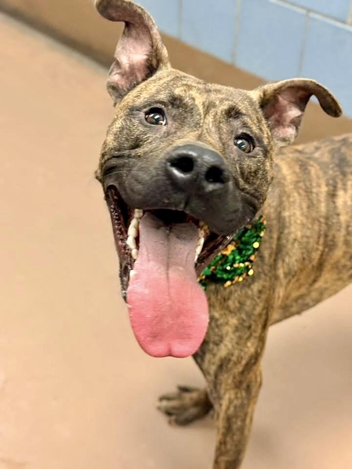 Rhys, a ADOPTABLE Pit Bull Terrier in Chicago, IL image 4/5