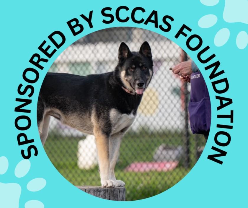 NIKE, Adoptable, Young Female Akita & Siberian Husky.