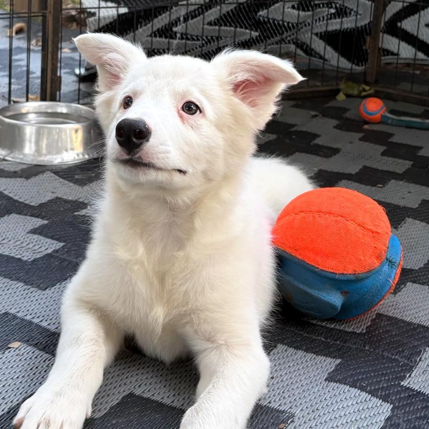 Goose, Adoptable, Puppy Male Border Collie.