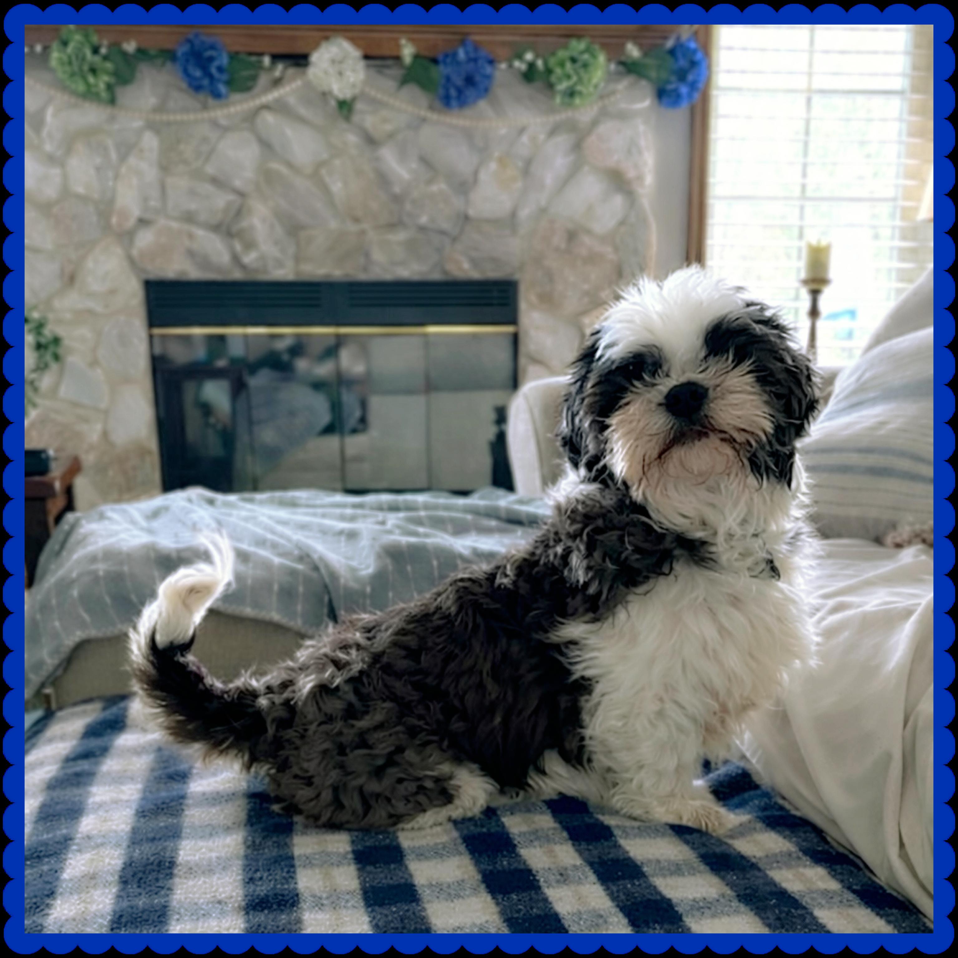 Enlarge Joplin, a Adoptable Shih Tzu in Hartland, WI image 1/6