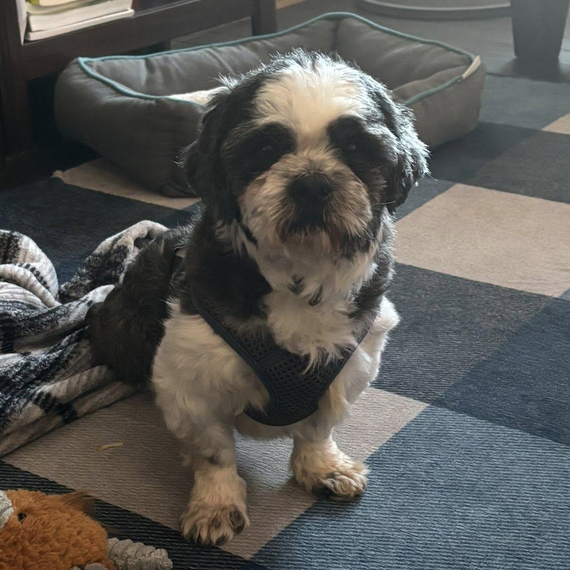 Enlarge Joplin, a Adoptable Shih Tzu in Hartland, WI image 5/6