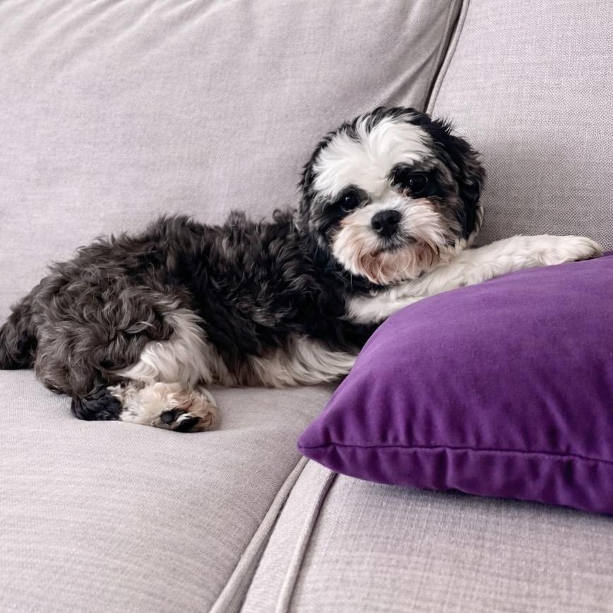 Enlarge Joplin, a Adoptable Shih Tzu in Hartland, WI image 4/6