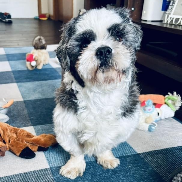 Enlarge Joplin, a Adoptable Shih Tzu in Hartland, WI image 1/6