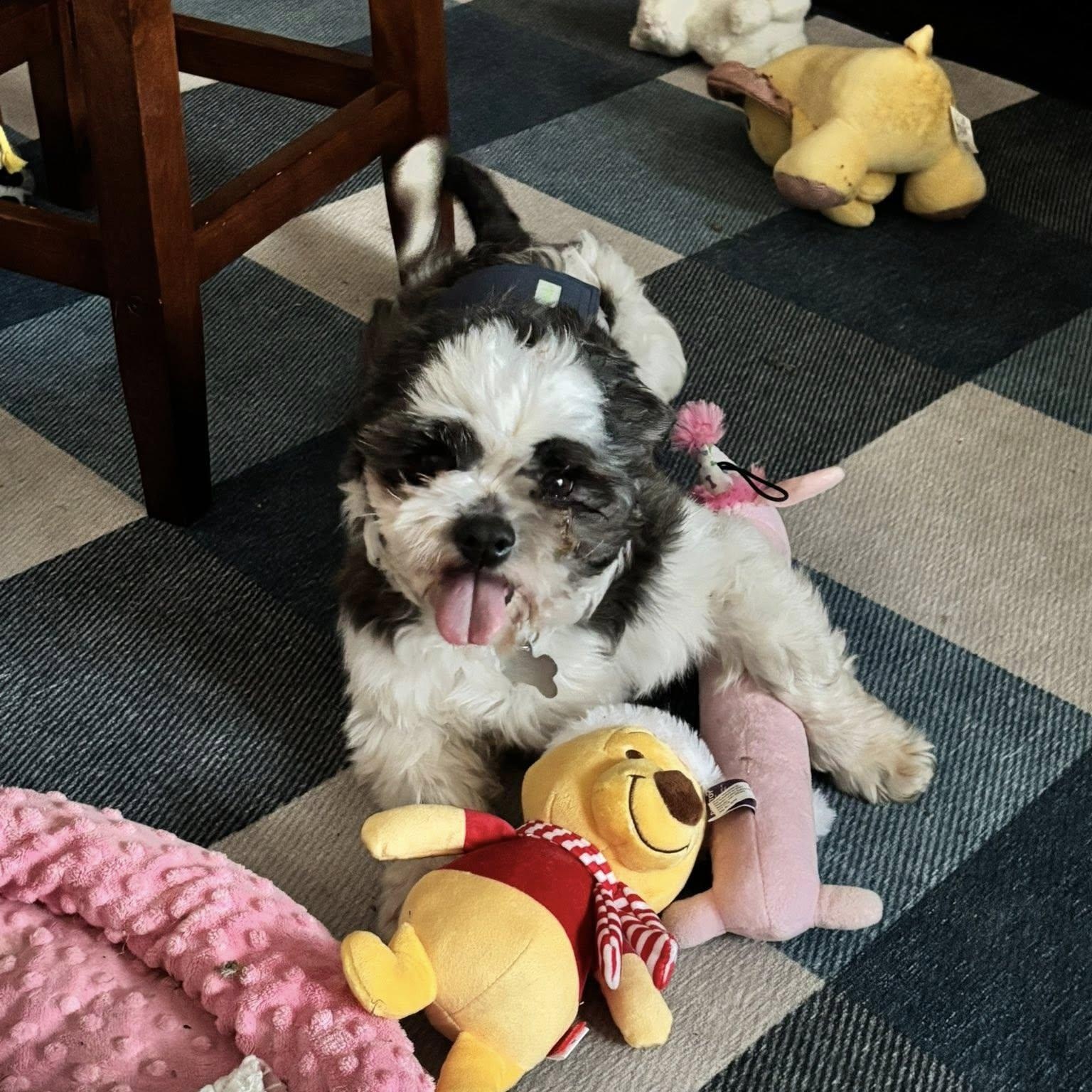 Enlarge Joplin, a Adoptable Shih Tzu in Hartland, WI image 4/6