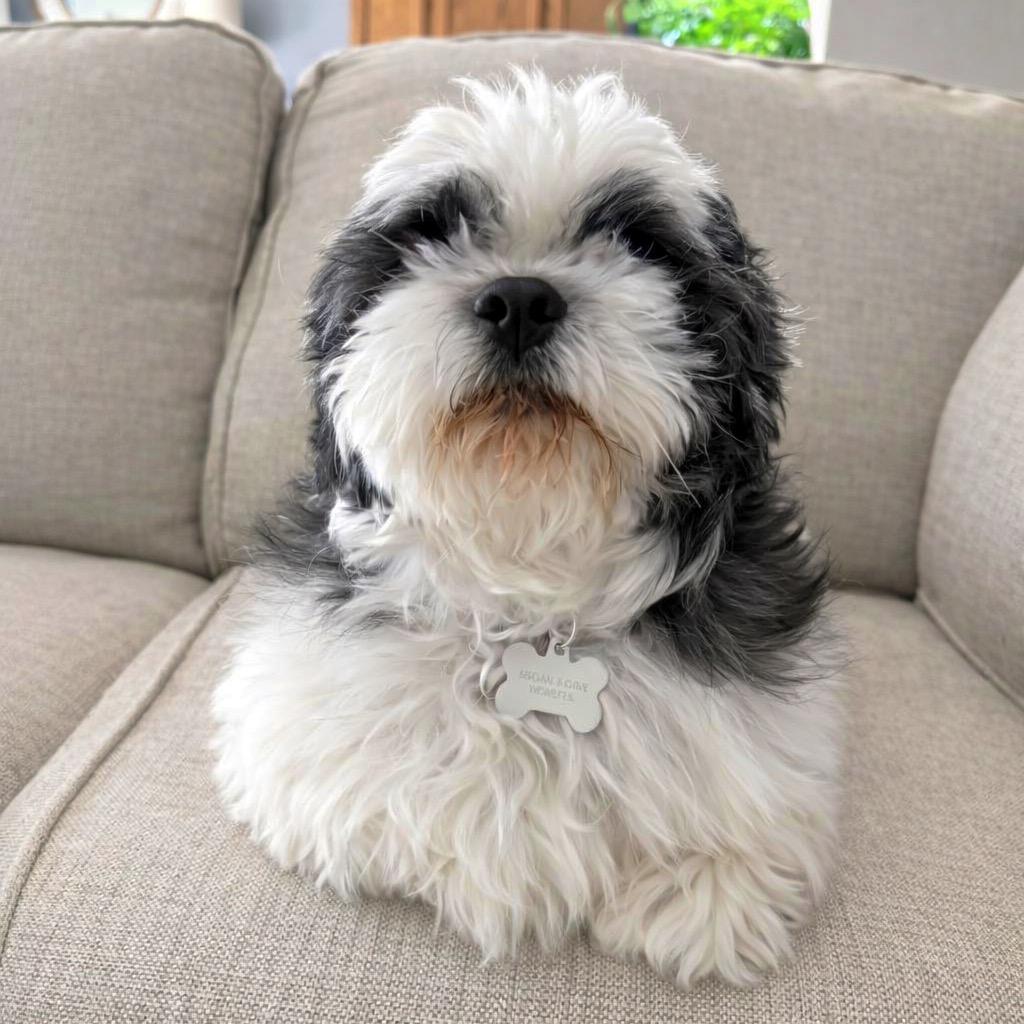 Joplin, Adoptable, Senior Male Shih Tzu.