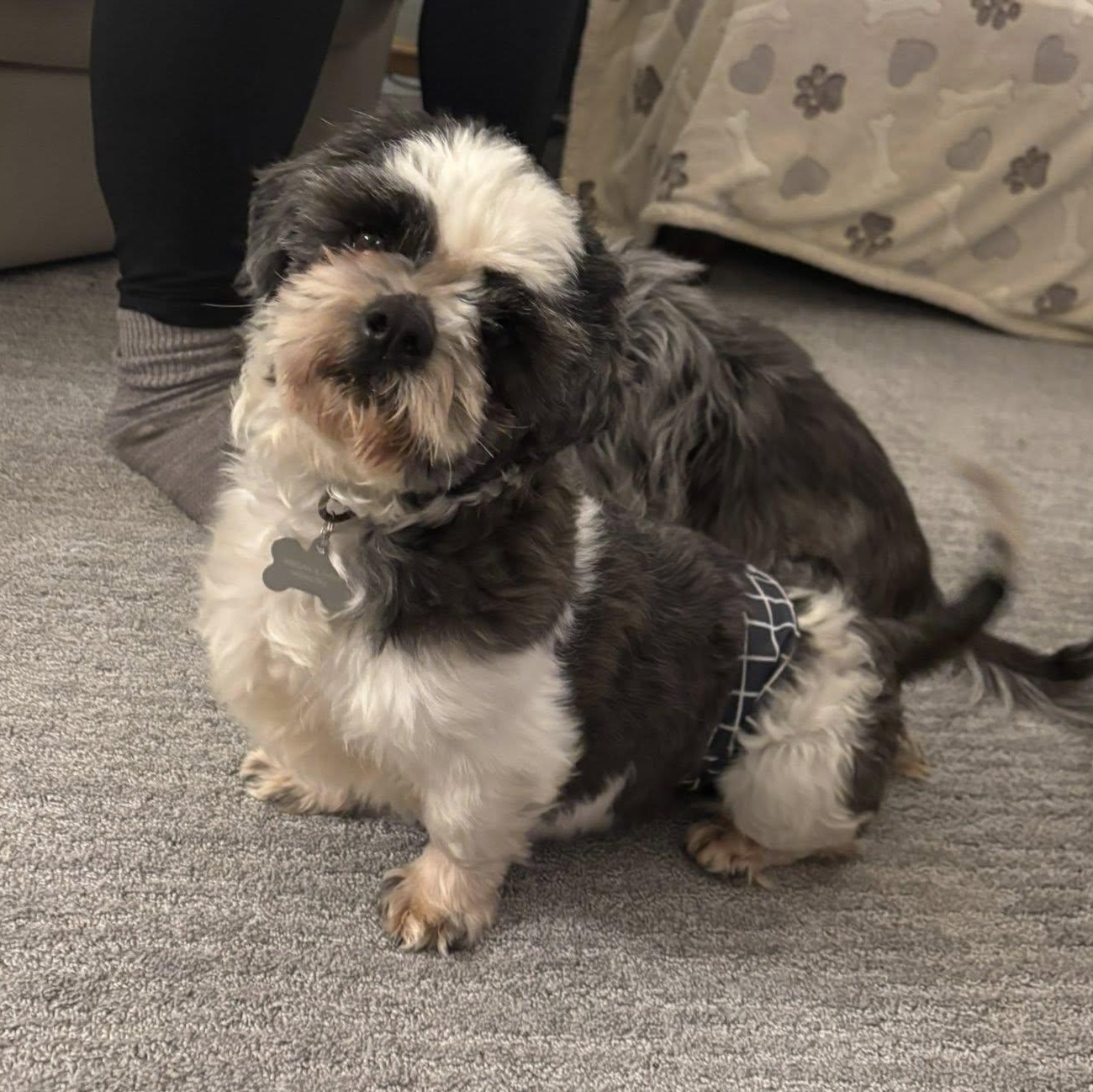 Enlarge Joplin, a Adoptable Shih Tzu in Hartland, WI image 3/6