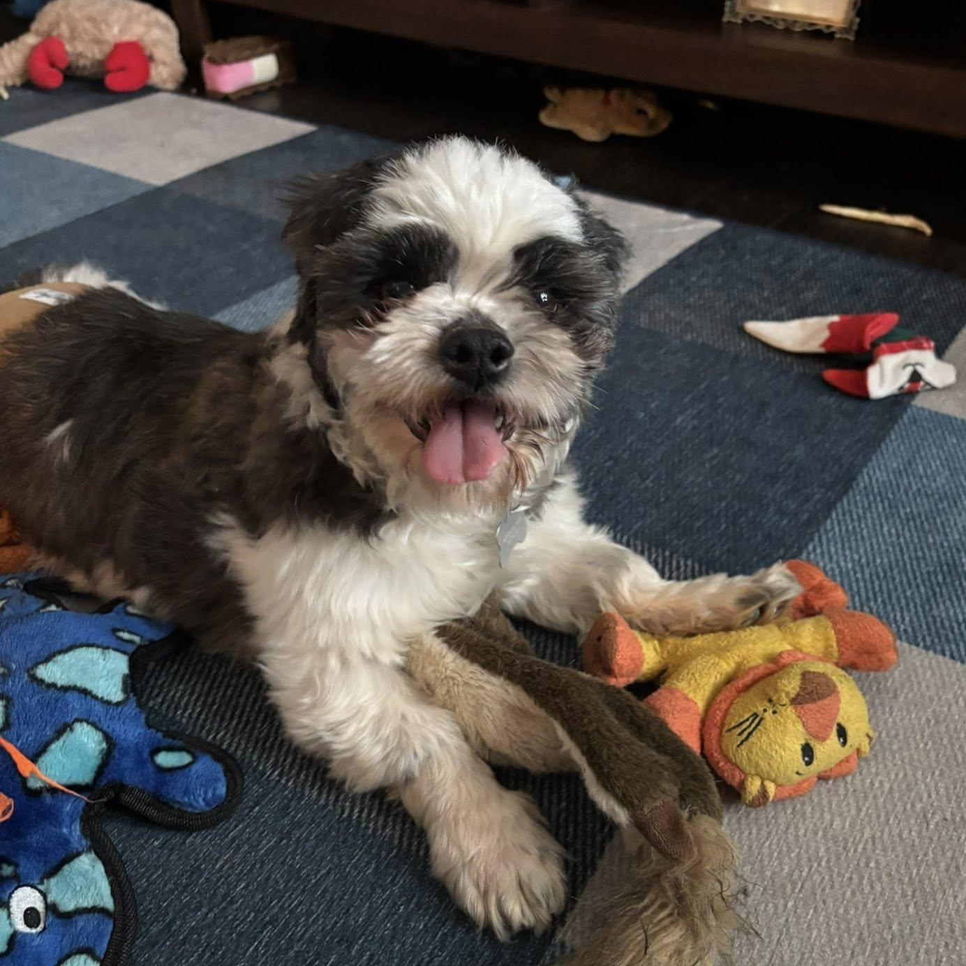Enlarge Joplin, a Adoptable Shih Tzu in Hartland, WI image 2/6