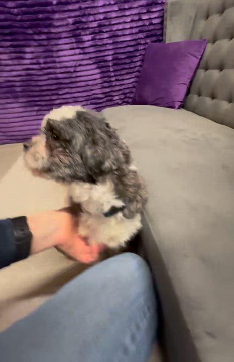 Enlarge Joplin, a Adoptable Shih Tzu in Hartland, WI video 6/6