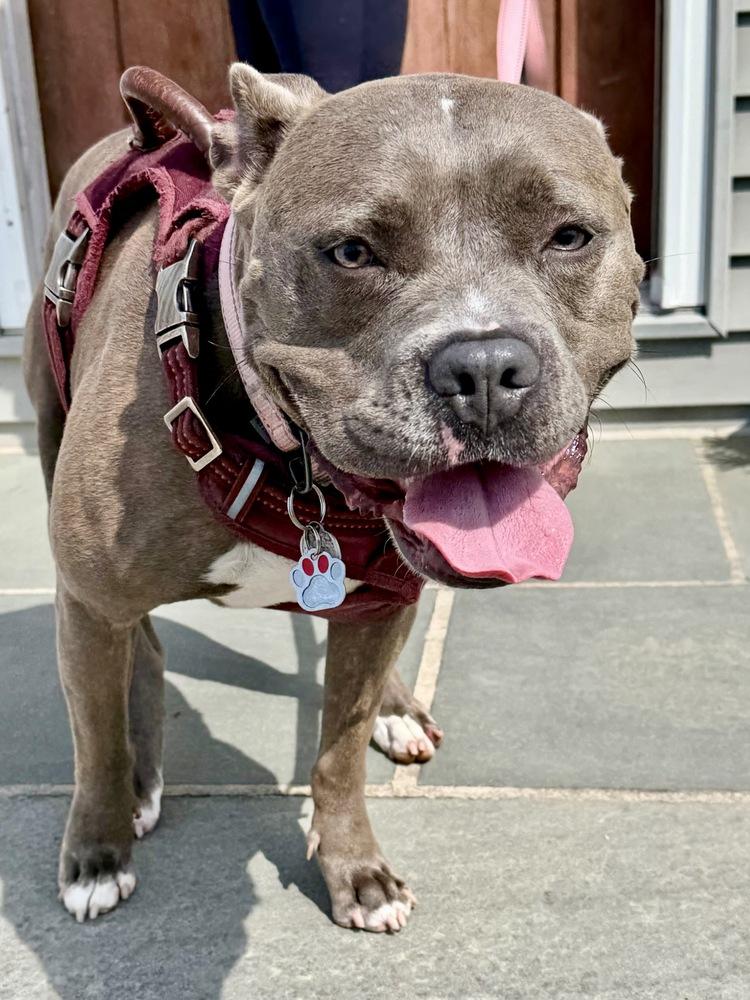 Enlarge Zena, a Adoptable mixed breed in Greenlawn, NY image 1/6