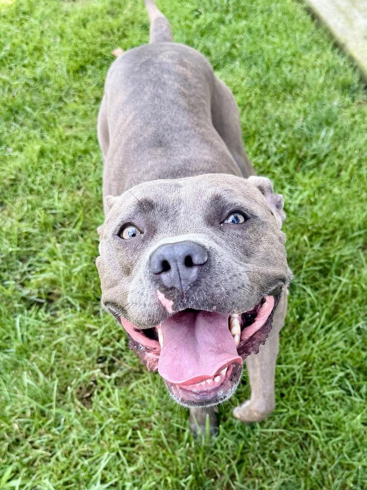Enlarge Zena, a Adoptable mixed breed in Greenlawn, NY image 2/6