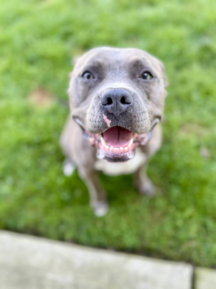 Enlarge Zena, a Adoptable mixed breed in Greenlawn, NY image 5/6