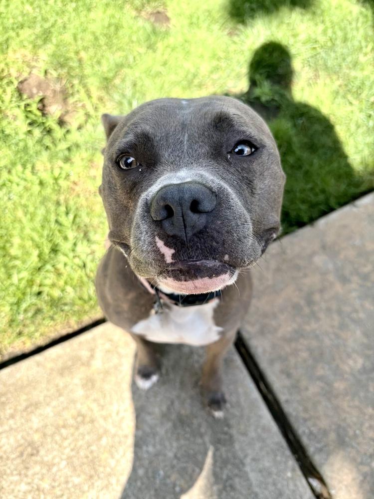 Enlarge Zena, a Adoptable mixed breed in Greenlawn, NY image 6/6
