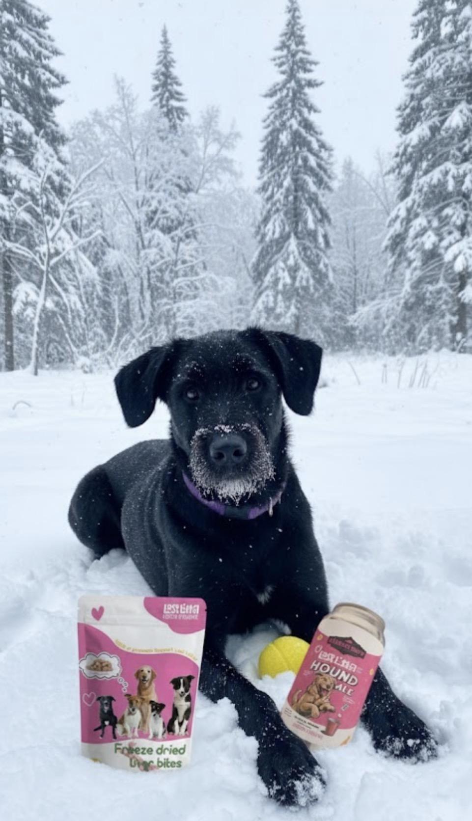 Barkley, Adoptable, Young Male Standard Poodle & German Shepherd Dog.