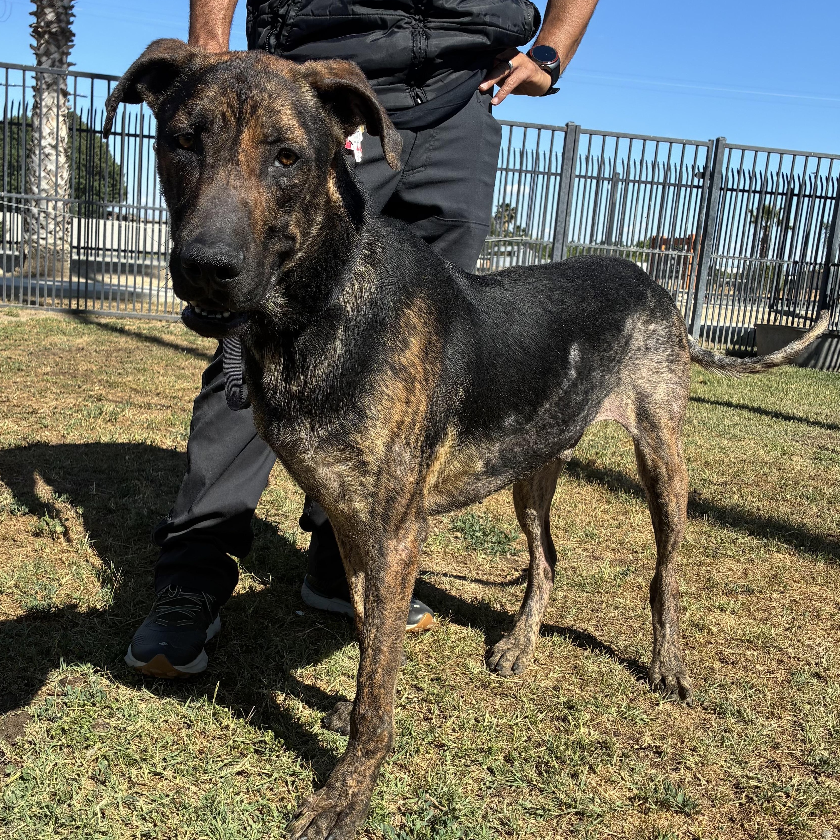 Enlarge Sal, a Adoptable Dutch Shepherd in Delano, CA image 1/4