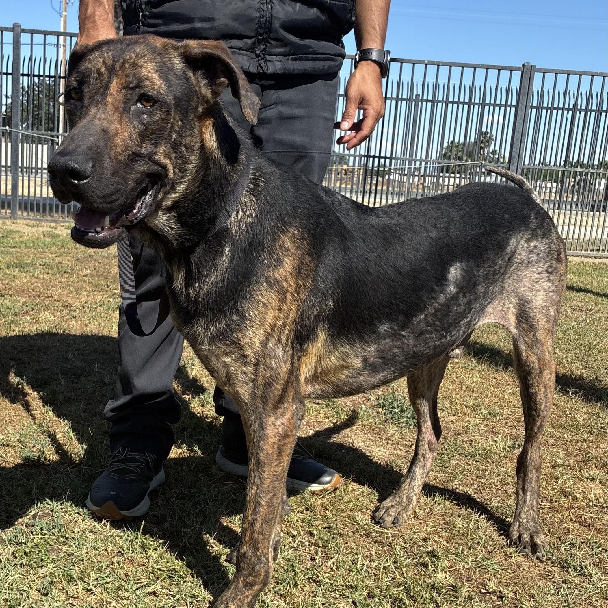 Enlarge Sal, a Adoptable Dutch Shepherd in Delano, CA image 2/4