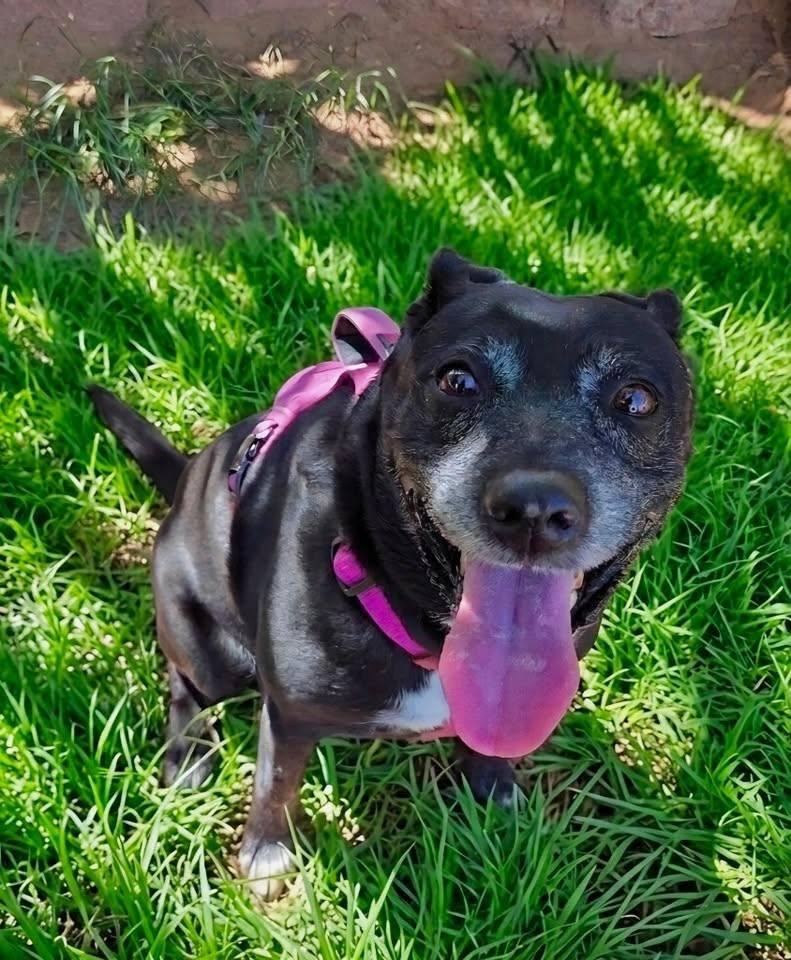 Daisy, ADOPTABLE, Senior Male Black Labrador Retriever.
