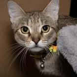 Stella, Adoptable, Adult Female Domestic Short Hair & Mixed Breed.