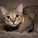 Stella, a Adoptable mixed breed in Santa Fe, TX image 3/3