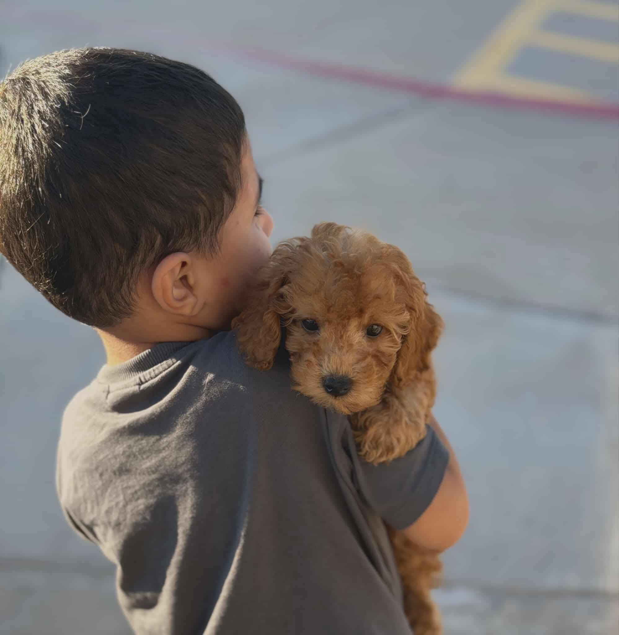 Candid, Adopted, Young Male Bichon Frise & Poodle.