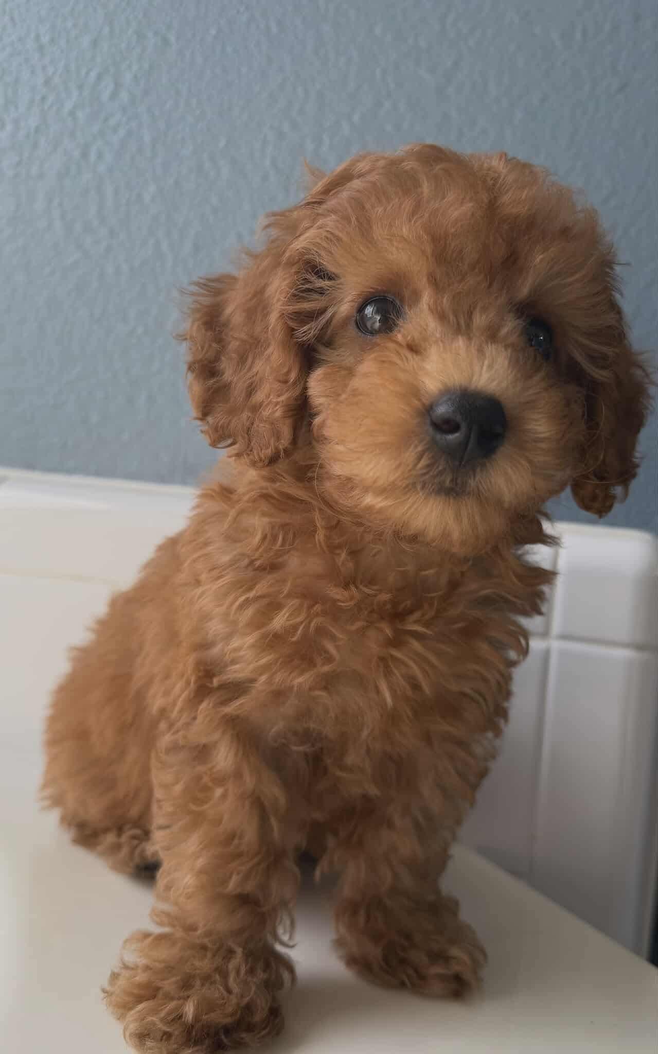 Enlarge Candid, a Adopted mixed breed in Grand Prairie, TX image 2/3