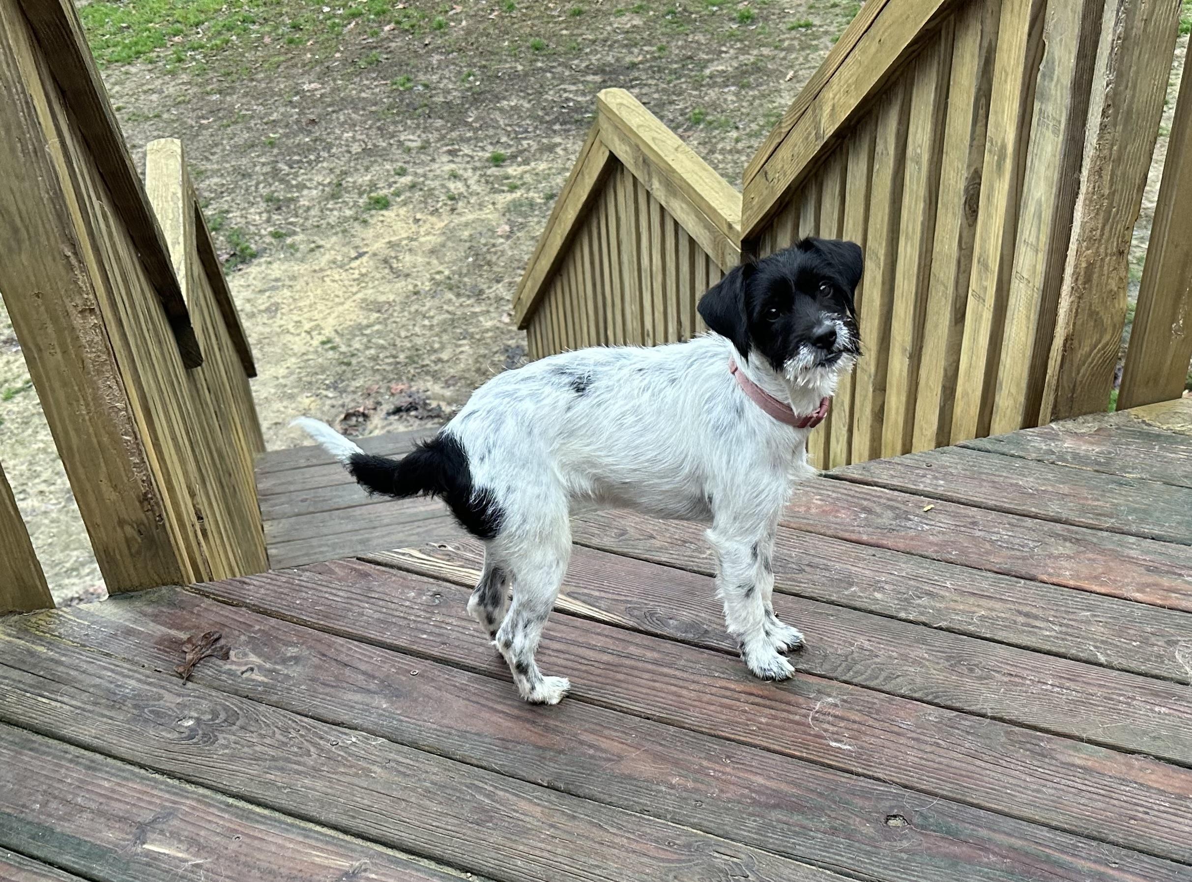 Enlarge OREO, a Adopted Wirehaired Terrier in Lexington, NC image 1/5