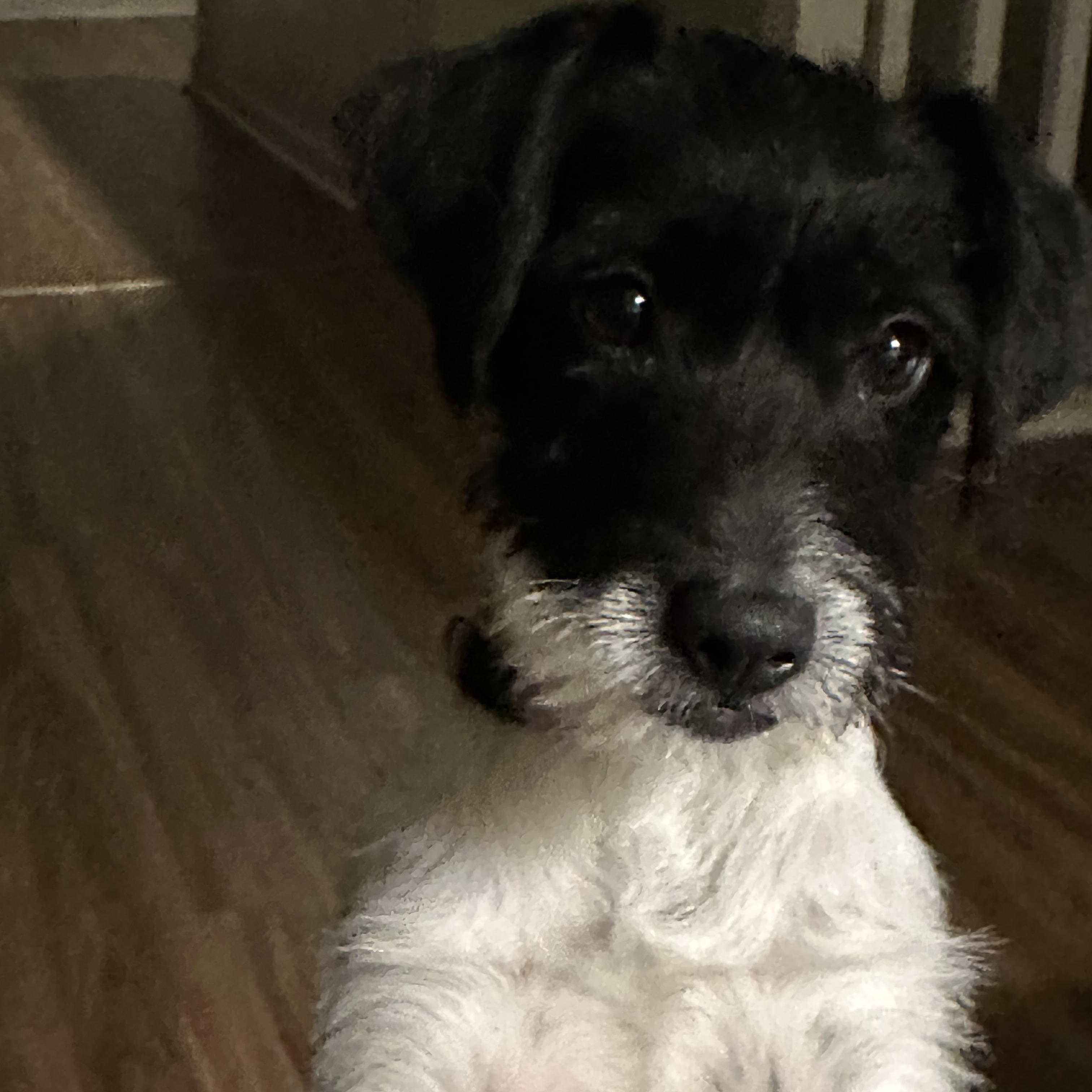 Enlarge OREO, a Adopted Wirehaired Terrier in Lexington, NC image 2/5