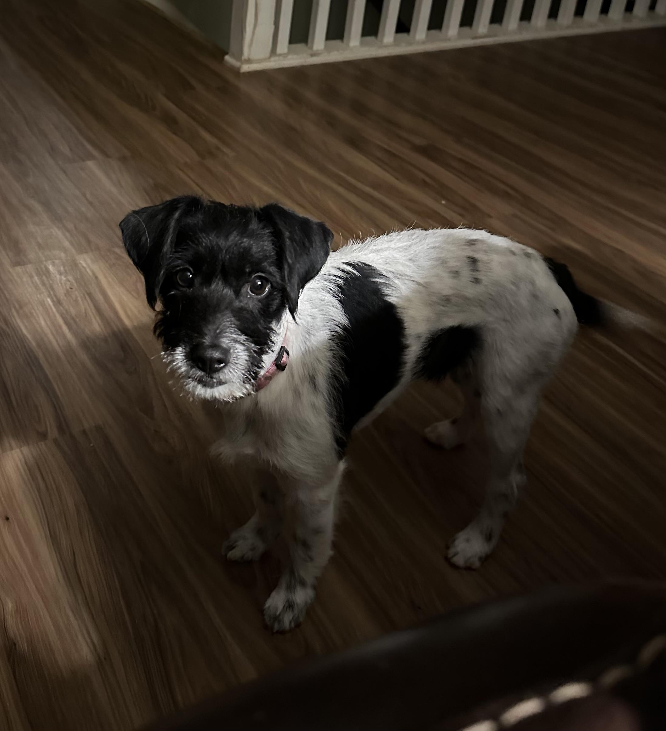 Enlarge OREO, a Adopted Wirehaired Terrier in Lexington, NC image 3/5