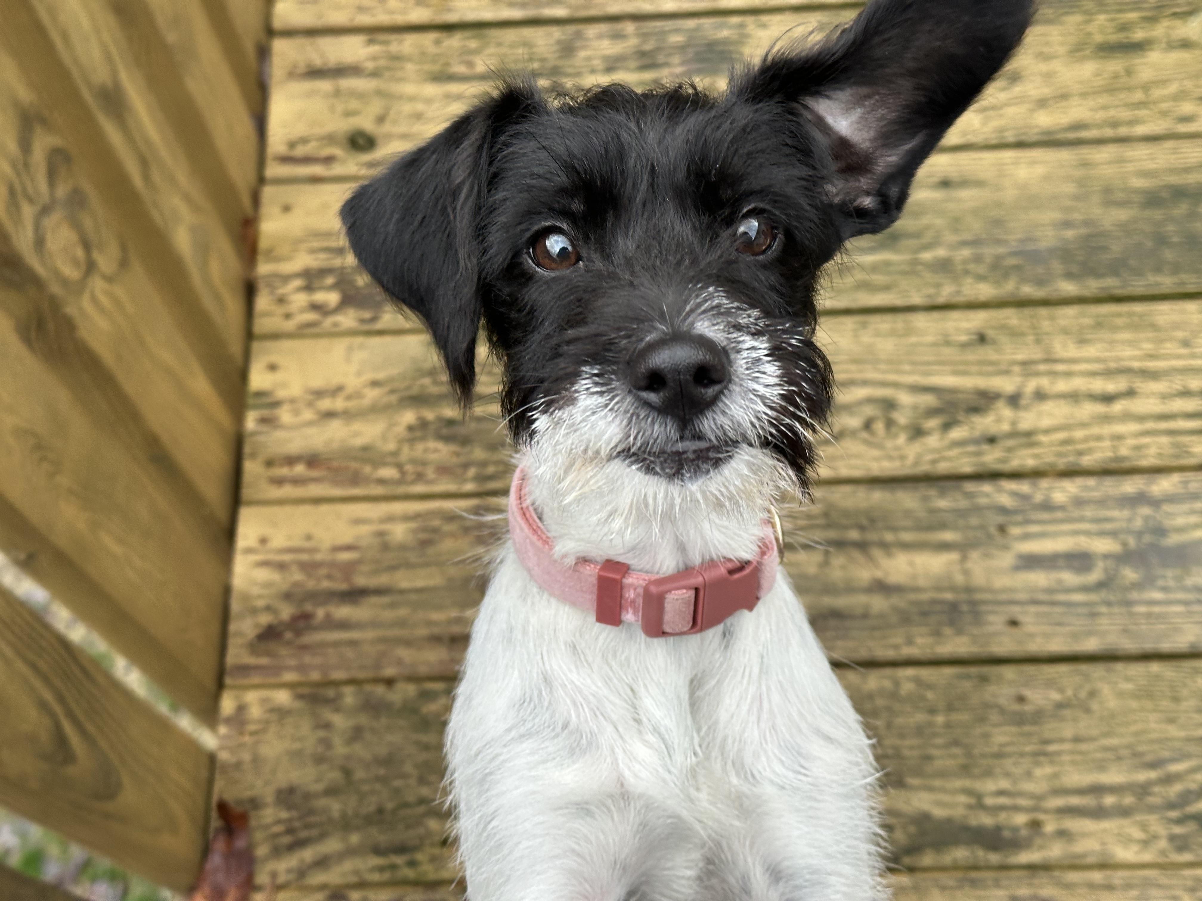 Enlarge OREO, a Adopted Wirehaired Terrier in Lexington, NC image 4/5