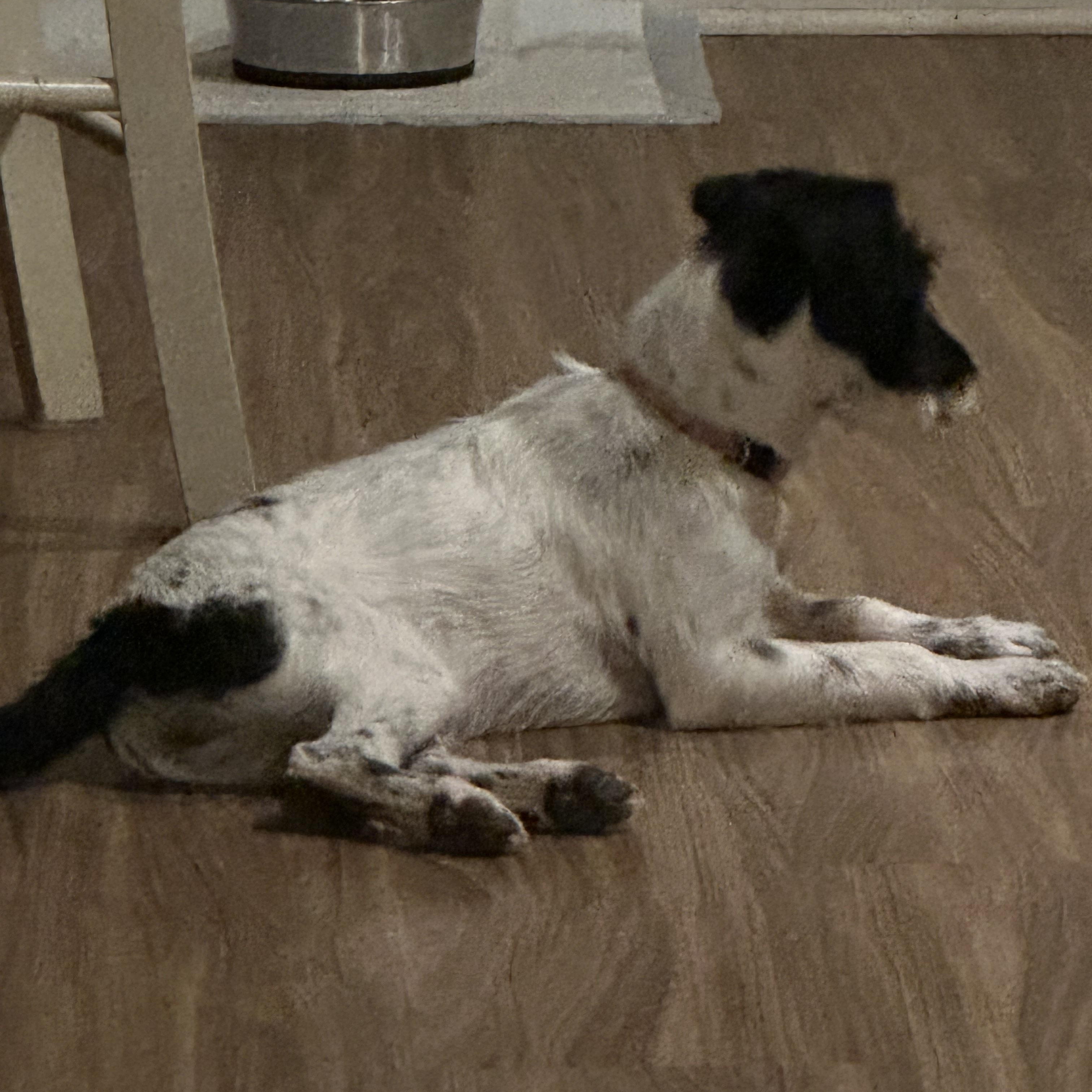 Enlarge OREO, a Adopted Wirehaired Terrier in Lexington, NC image 5/5