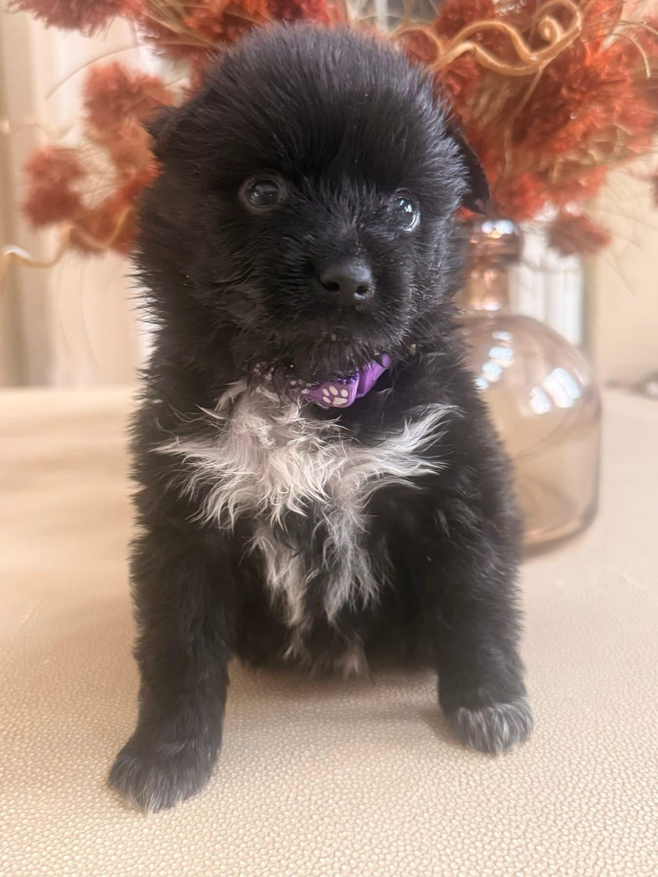Sydney, adopted, Puppy Female Australian Shepherd.