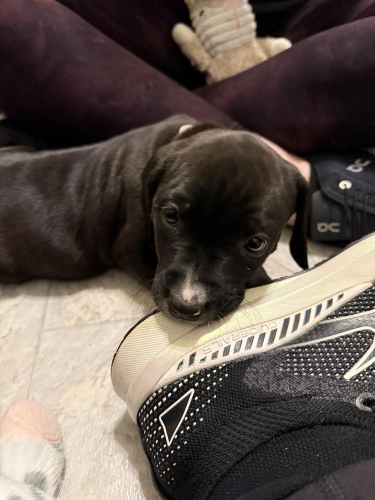 Enlarge Amanda  (Pit-Boodles 2026), a Adoptable mixed breed in Wenonah, NJ image 1/6