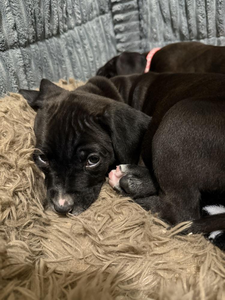 Enlarge Amanda  (Pit-Boodles 2026), a Adoptable mixed breed in Wenonah, NJ image 2/6