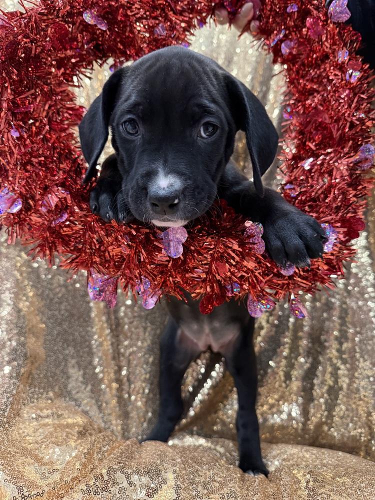 Enlarge Amanda  (Pit-Boodles 2026), a Adoptable mixed breed in Wenonah, NJ image 3/6