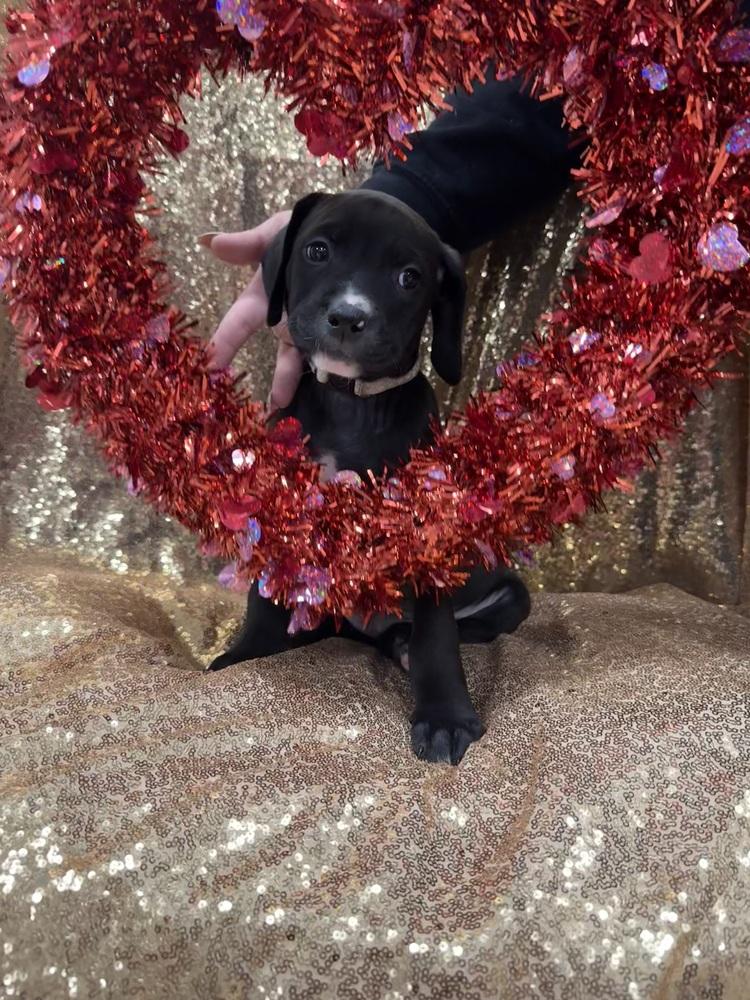 Enlarge Amanda  (Pit-Boodles 2026), a Adoptable mixed breed in Wenonah, NJ image 4/6