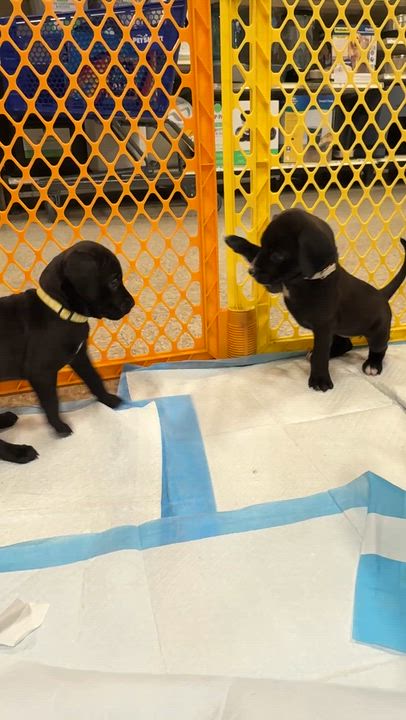 Enlarge Amanda  (Pit-Boodles 2026), a Adoptable mixed breed in Wenonah, NJ video 6/6