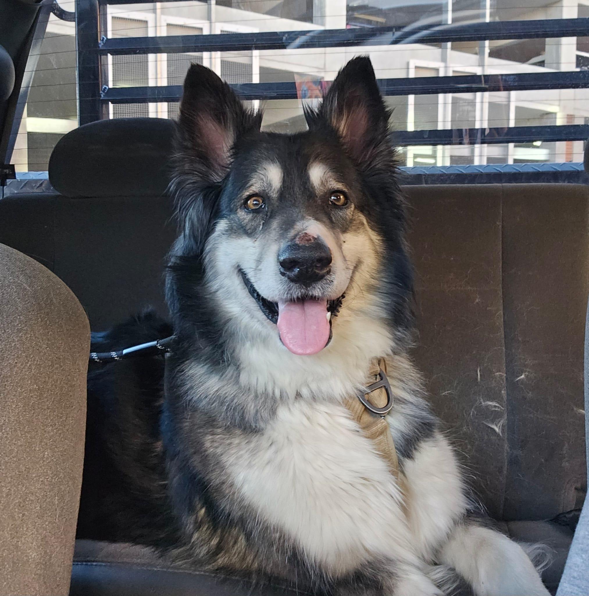 Enlarge Four Square, a ADOPTABLE mixed breed in Billings, MT image 1/1