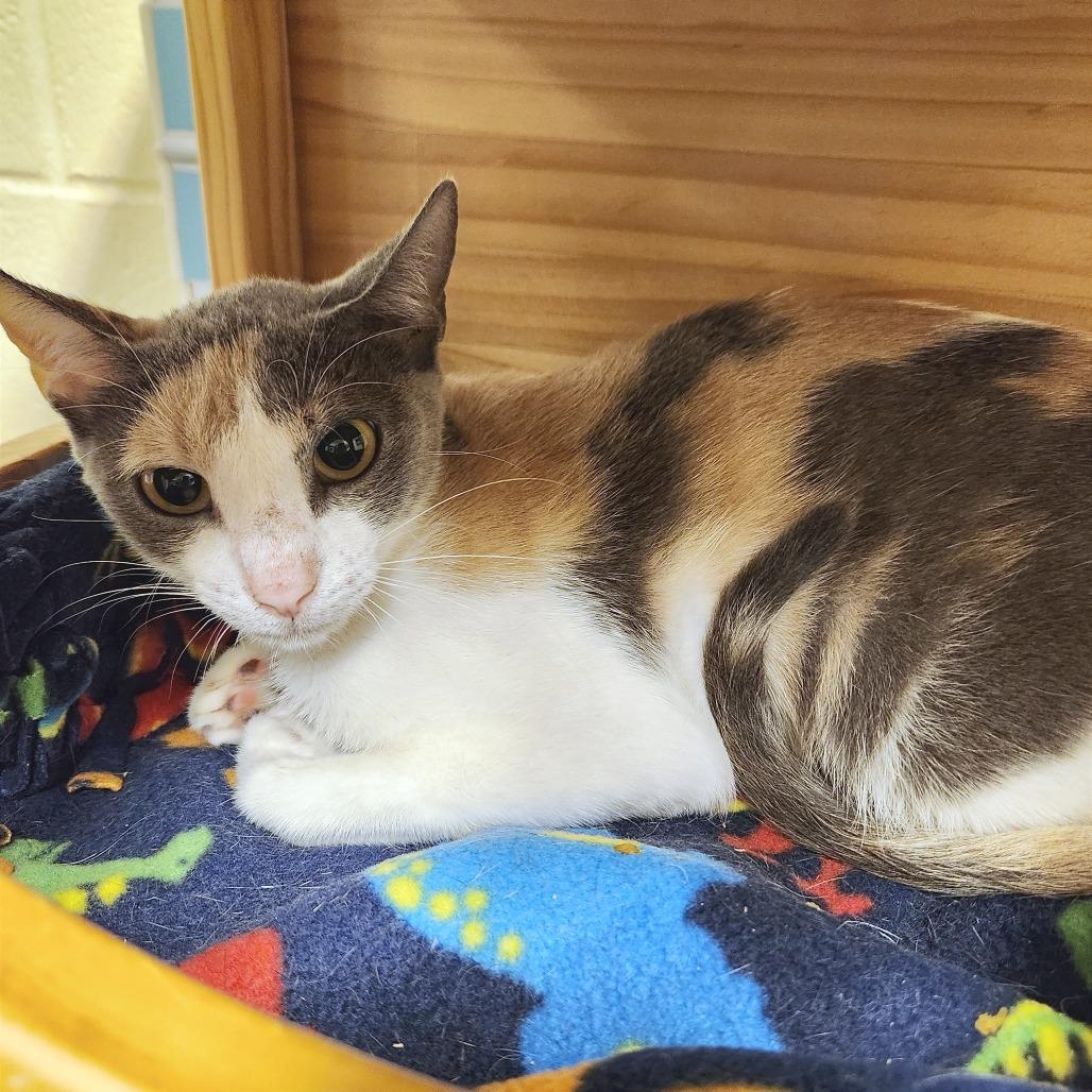 Apple, Adoptable, Young Female Domestic Short Hair.