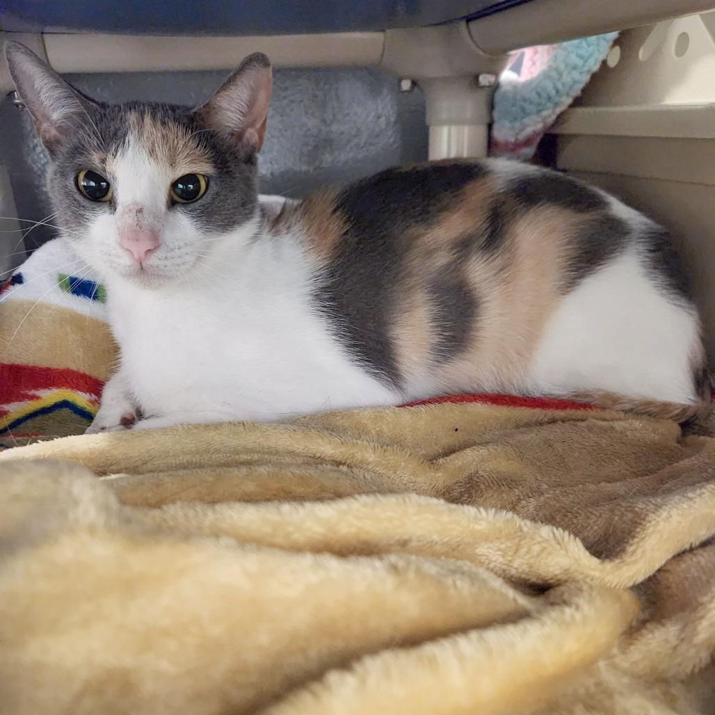 Enlarge Apple, a Adoptable Domestic Short Hair in Naples, FL image 2/4